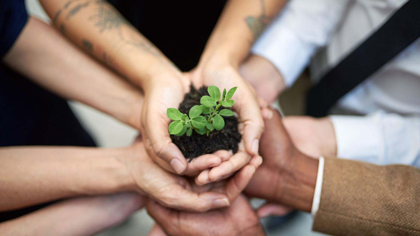Hands cupped around a young seedling